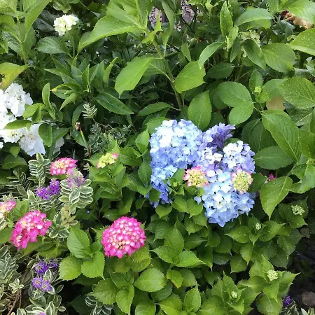 Giuliano 3* Vernazza