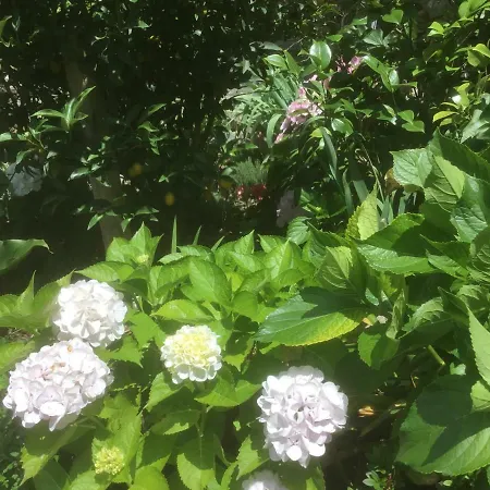 Casa de hóspedes Giuliano Vernazza