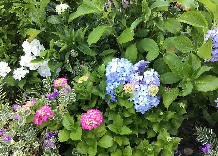 Giuliano 3* Вернацца